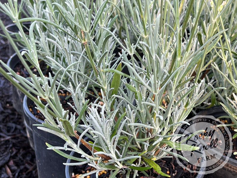 White Grosso Lavender ‘Alba’ (Lavendula x intermedia) plant from Rocky Knoll Farm