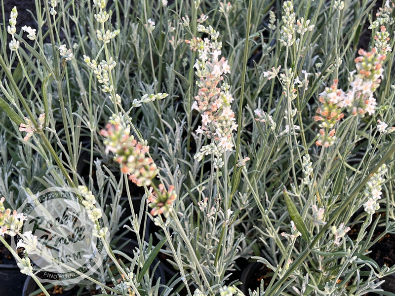 White Grosso Lavender ‘Alba’ (Lavendula x intermedia) plant from Rocky Knoll Farm