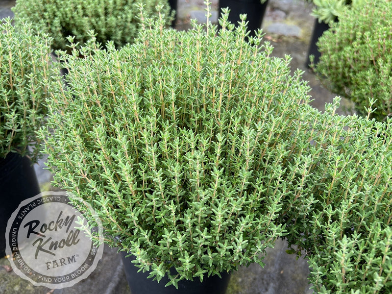 Culinary Thyme - Thymus vulgaris plant from Rocky Knoll Farm