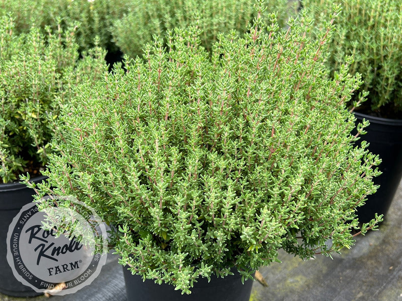 Culinary Thyme - Thymus vulgaris plant from Rocky Knoll Farm