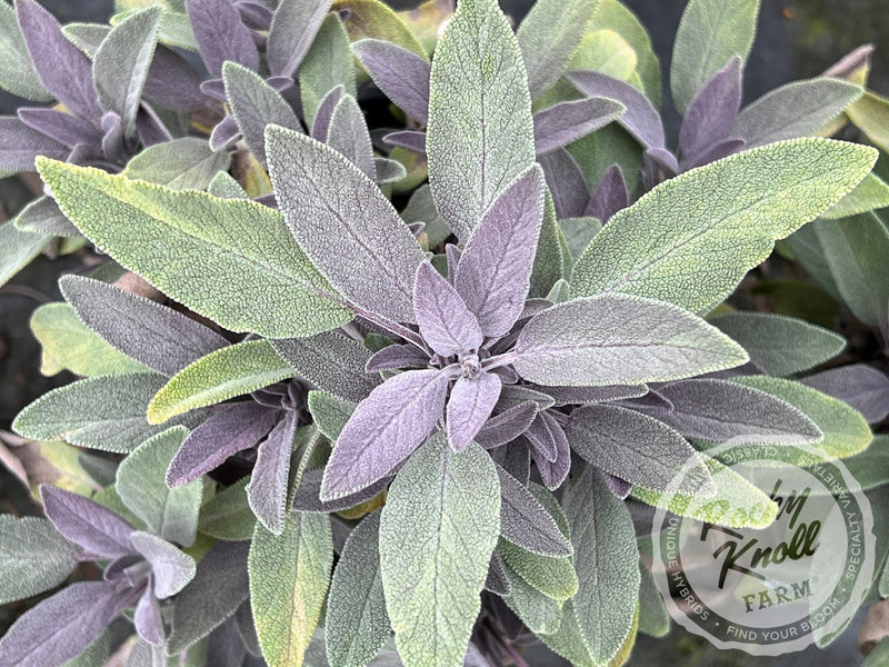 Purple Sage - Salvia officinalis 'Purpurea' plant from Rocky Knoll Farm