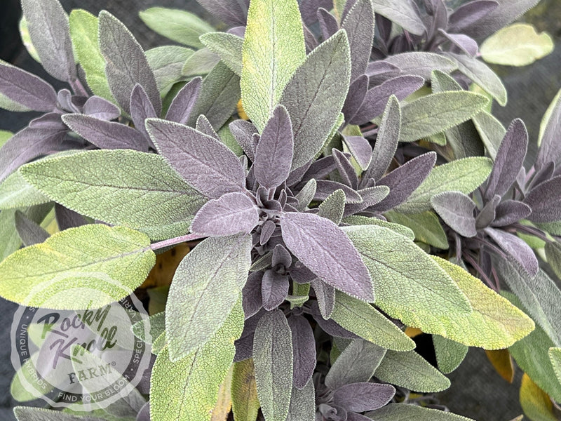 Purple Sage - Salvia officinalis 'Purpurea' plant from Rocky Knoll Farm