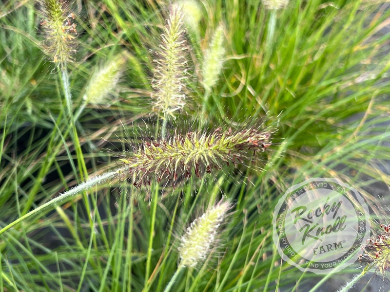 Hameln Dwarf Fountain Grass - Pennisetum alopecuroides plant from Rocky Knoll Farm