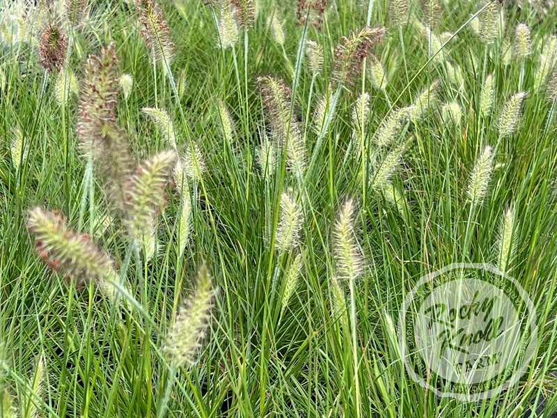 Hameln Dwarf Fountain Grass - Pennisetum alopecuroides plant from Rocky Knoll Farm