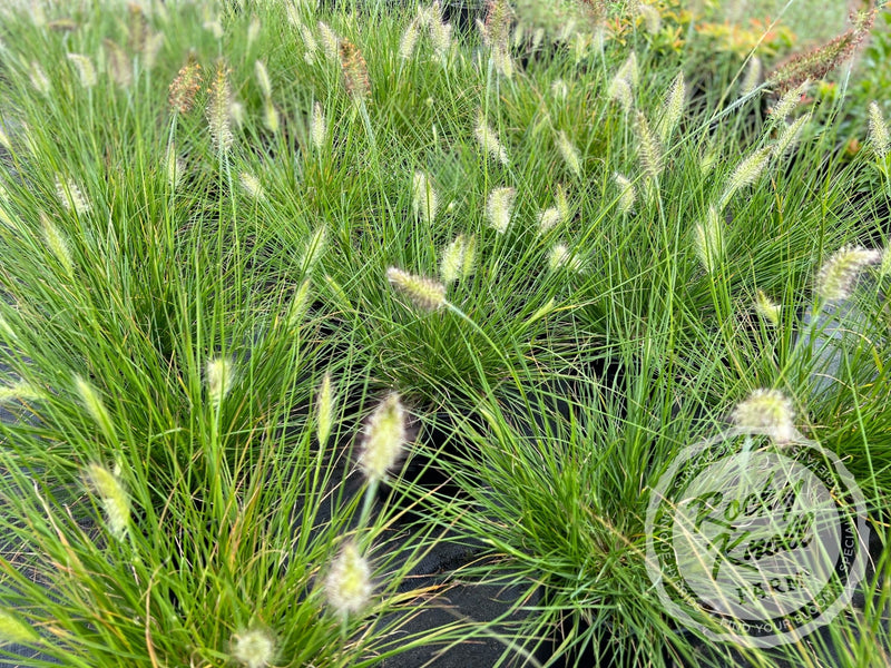 Hameln Dwarf Fountain Grass - Pennisetum alopecuroides plant from Rocky Knoll Farm