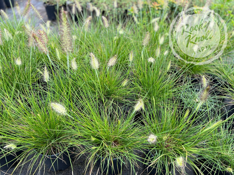 Hameln Dwarf Fountain Grass - Pennisetum alopecuroides plant from Rocky Knoll Farm