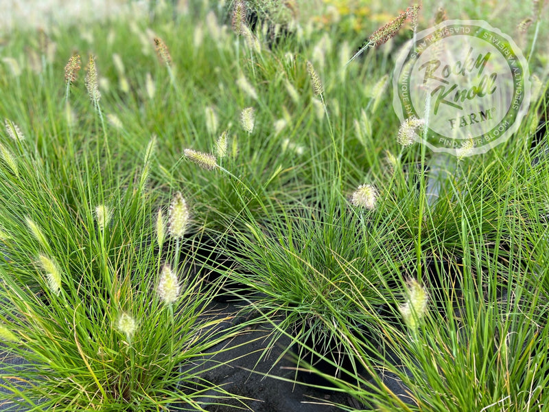 Hameln Dwarf Fountain Grass - Pennisetum alopecuroides plant from Rocky Knoll Farm