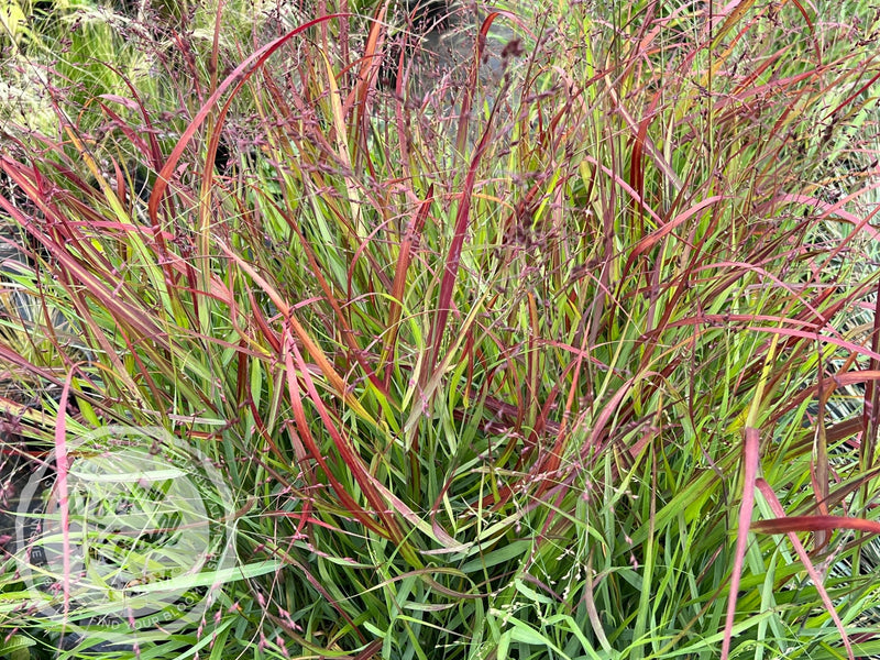 Panicum virgatum 'Shenandoah' Red Switchgrass plant from Rocky Knoll Farm