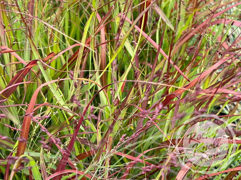 Panicum virgatum 'Shenandoah' Red Switchgrass plant from Rocky Knoll Farm