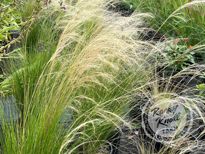 Nassella tenuissima (Mexican Feather Grass) plant from Rocky Knoll Farm