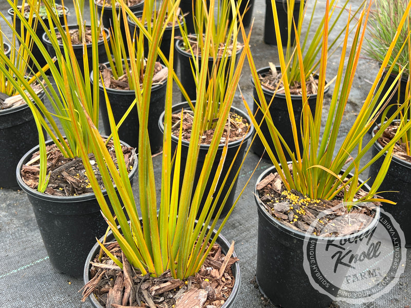 Libertia ixioides 'Goldfinger' plant from Rocky Knoll Farm