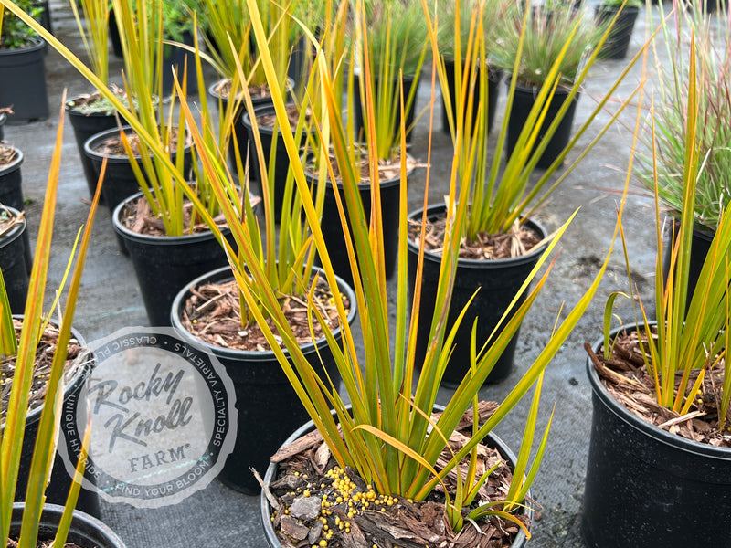 Libertia ixioides 'Goldfinger' plant from Rocky Knoll Farm