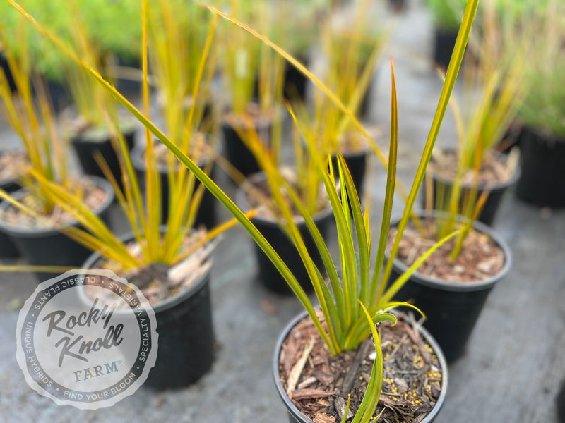 Libertia ixioides 'Goldfinger' plant from Rocky Knoll Farm