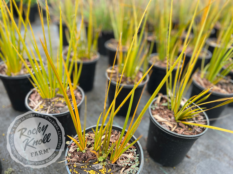 Libertia ixioides 'Goldfinger' plant from Rocky Knoll Farm