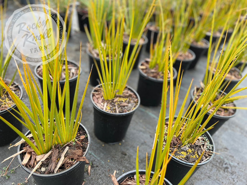 Libertia ixioides 'Goldfinger' plant from Rocky Knoll Farm