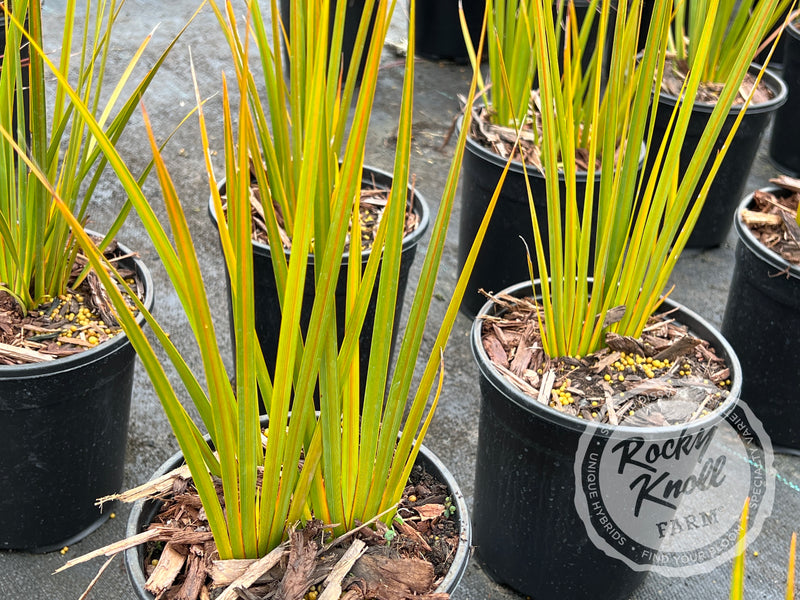 Libertia ixioides 'Goldfinger' plant from Rocky Knoll Farm