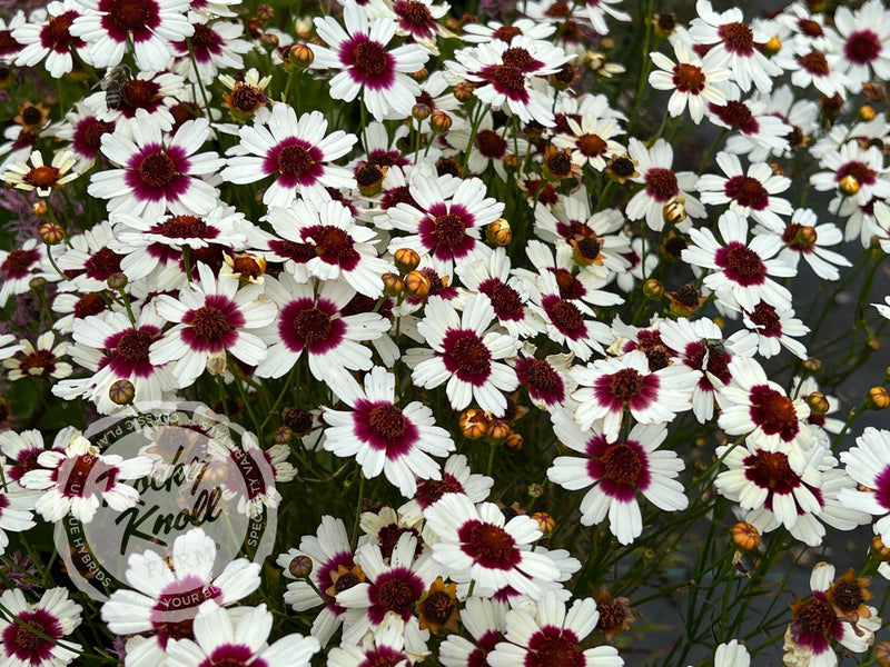 Coreopsis Satin & Lace™ 'Ice Wine' (Tickseed) plant from Rocky Knoll Farm