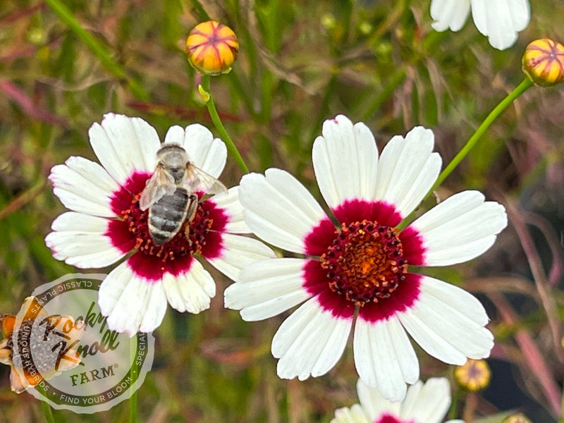Coreopsis Satin & Lace™ 'Ice Wine' (Tickseed) plant from Rocky Knoll Farm