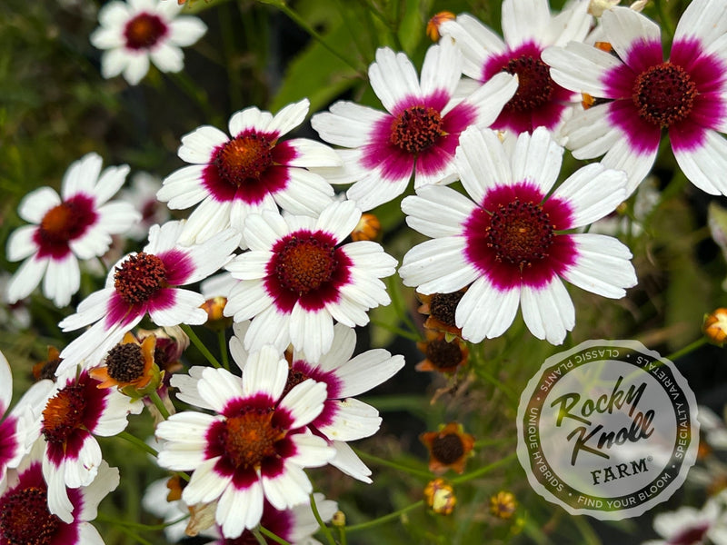 Coreopsis Satin & Lace™ 'Ice Wine' (Tickseed) plant from Rocky Knoll Farm