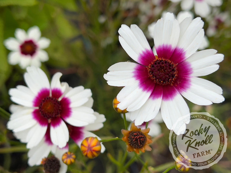Coreopsis Satin & Lace™ 'Ice Wine' (Tickseed) plant from Rocky Knoll Farm
