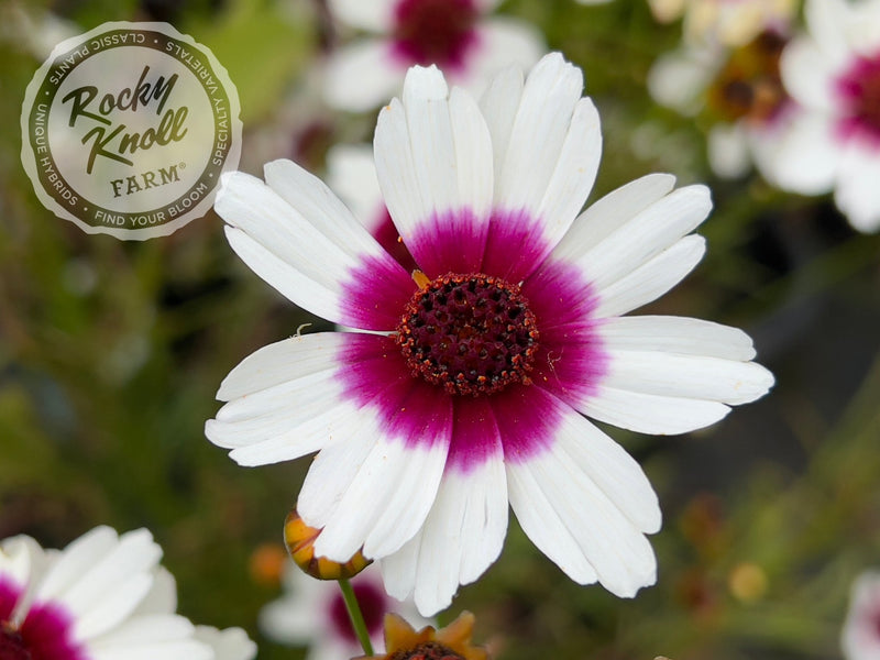 Coreopsis Satin & Lace™ 'Ice Wine' (Tickseed) plant from Rocky Knoll Farm