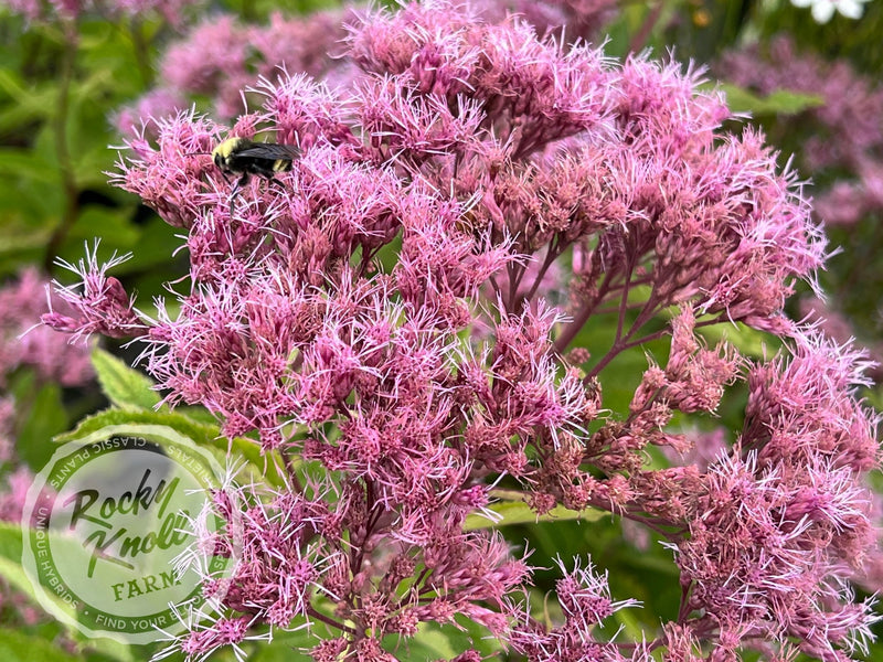 Eupatorium dubium ‘Baby Joe' plant from Rocky Knoll Farm