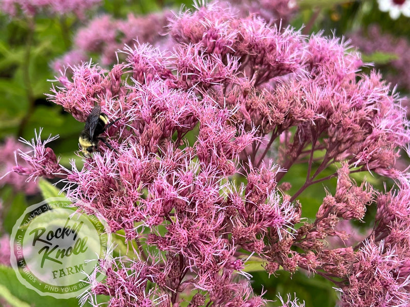Eupatorium dubium ‘Baby Joe' plant from Rocky Knoll Farm