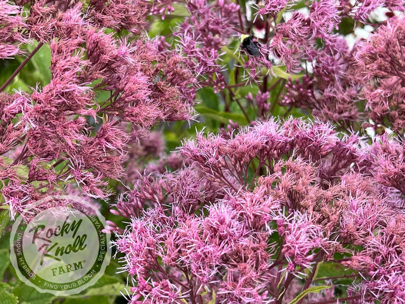 Eupatorium dubium ‘Baby Joe' plant from Rocky Knoll Farm