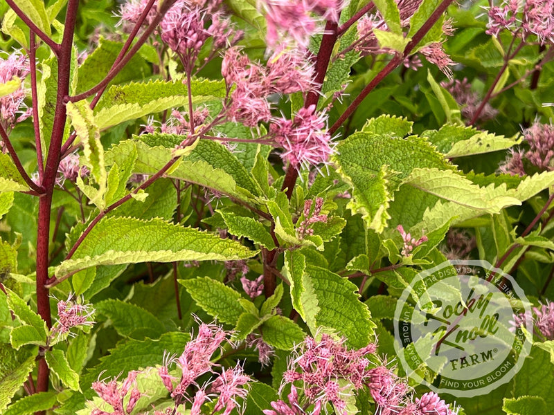 Eupatorium dubium ‘Baby Joe' plant from Rocky Knoll Farm