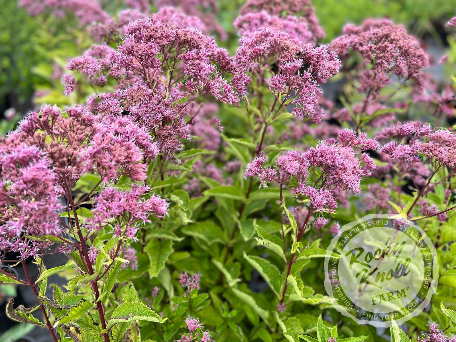 dubium plant Eupatorium dubium 'Baby Joe'