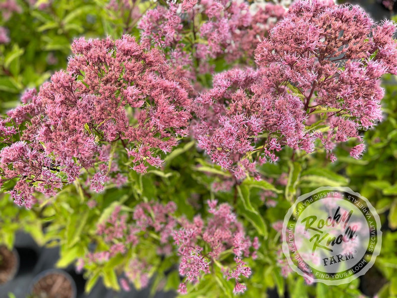Eupatorium dubium ‘Baby Joe' plant from Rocky Knoll Farm