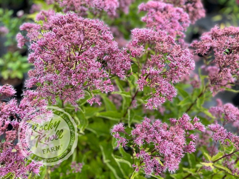 Eupatorium dubium ‘Baby Joe' plant from Rocky Knoll Farm