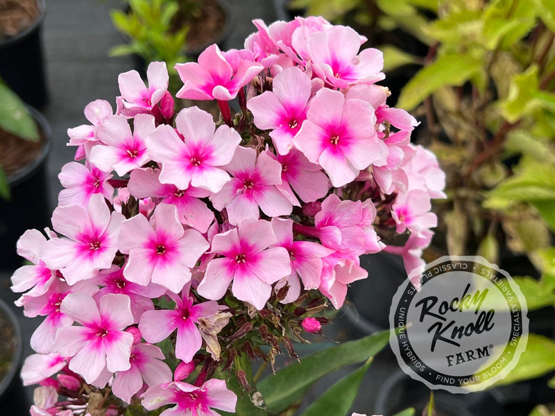 Phlox paniculata 'Bright Eyes' plant from Rocky Knoll Farm