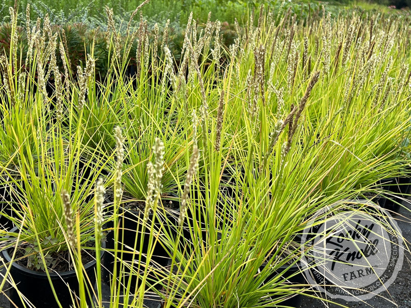 Sesleria autumnalis (Autumn Moor Grass) plant from Rocky Knoll Farm