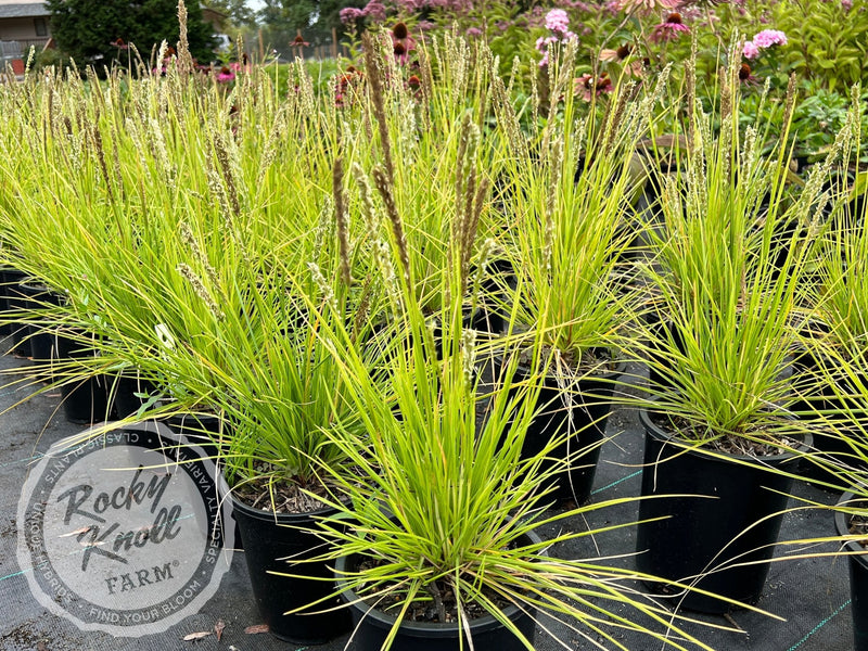 Sesleria autumnalis (Autumn Moor Grass) plant from Rocky Knoll Farm