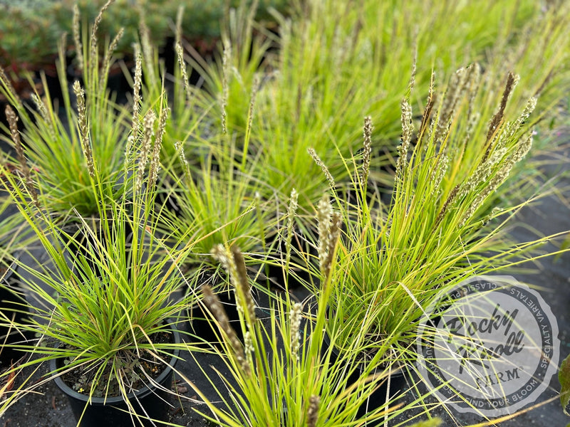 Sesleria autumnalis (Autumn Moor Grass) plant from Rocky Knoll Farm