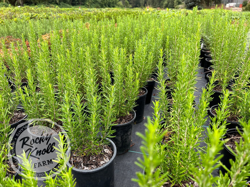 Barbeque Rosemary plant from Rocky Knoll Farm