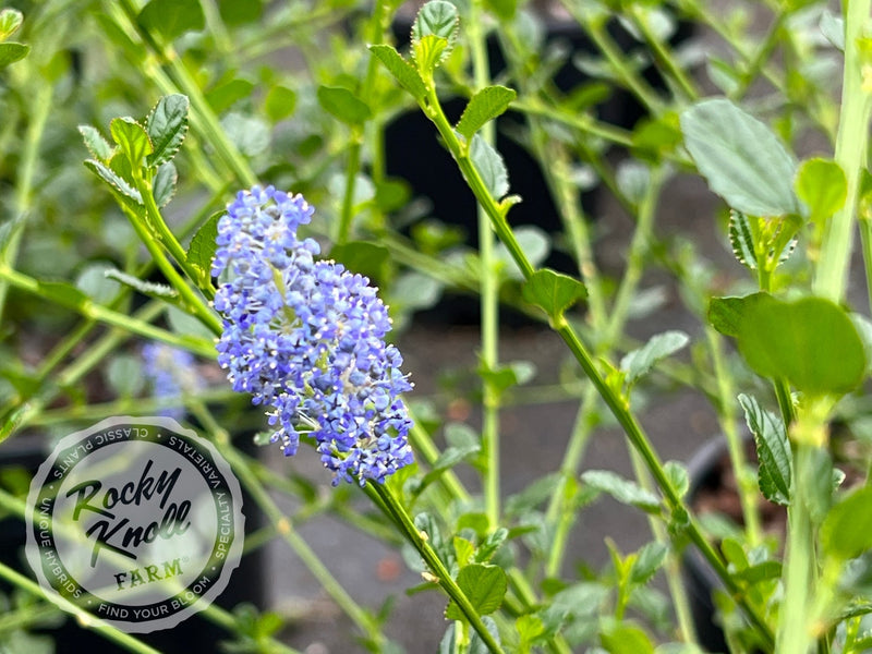 Ceanothus 'Victoria' (California Lilac) plant from Rocky Knoll Farm