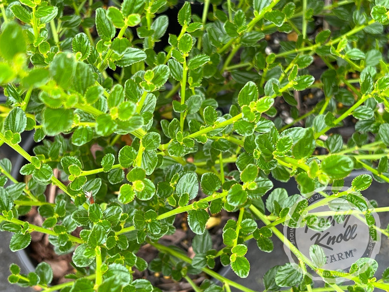 Ceanothus 'Victoria' (California Lilac) plant from Rocky Knoll Farm