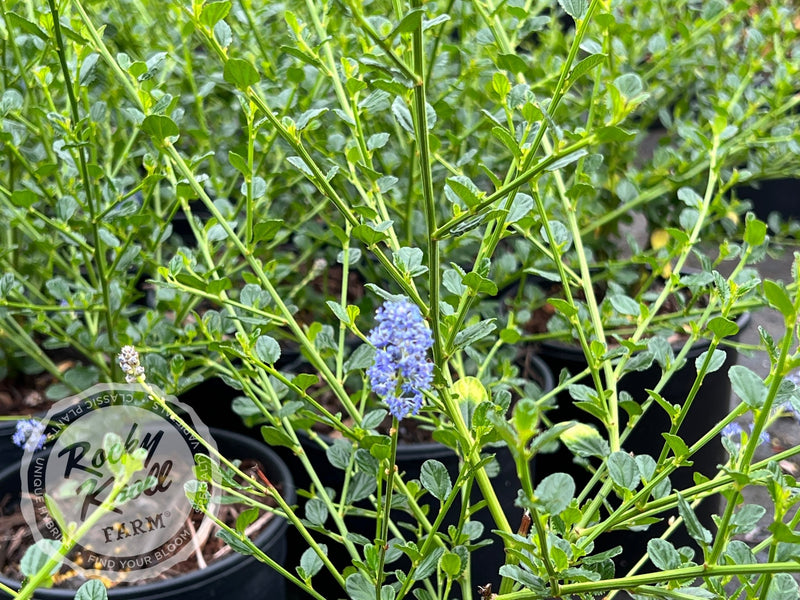 Ceanothus 'Victoria' (California Lilac) plant from Rocky Knoll Farm