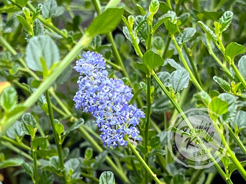 Ceanothus 'Victoria' (California Lilac) plant from Rocky Knoll Farm