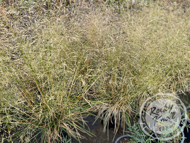 Deschampsia cespitosa ‘Goldtau’ (Gold Dew) plant from Rocky Knoll Farm