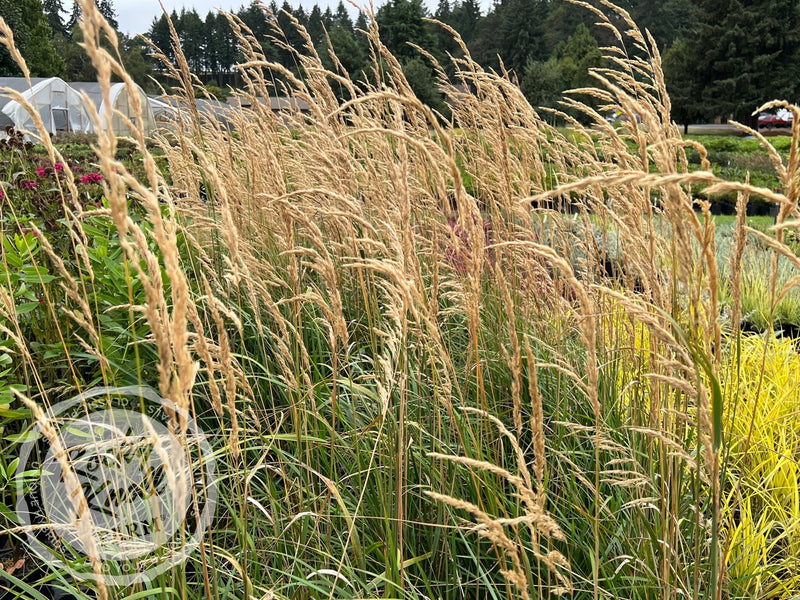 Calamagrostis Karl Foerster plant from Rocky Knoll Farm