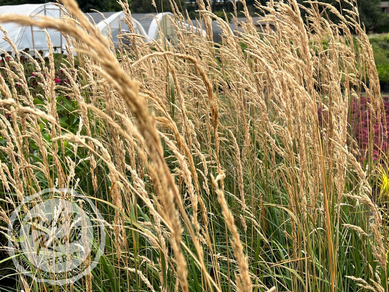 Calamagrostis Karl Foerster plant from Rocky Knoll Farm