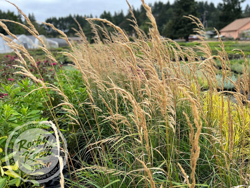 Calamagrostis Karl Foerster plant from Rocky Knoll Farm