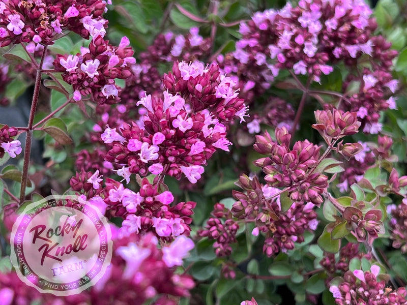Rosenkuppel ornamental oregano plant from Rocky Knoll Farm