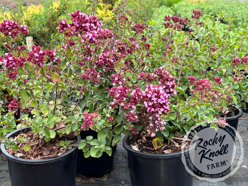 Rosenkuppel ornamental oregano plant from Rocky Knoll Farm