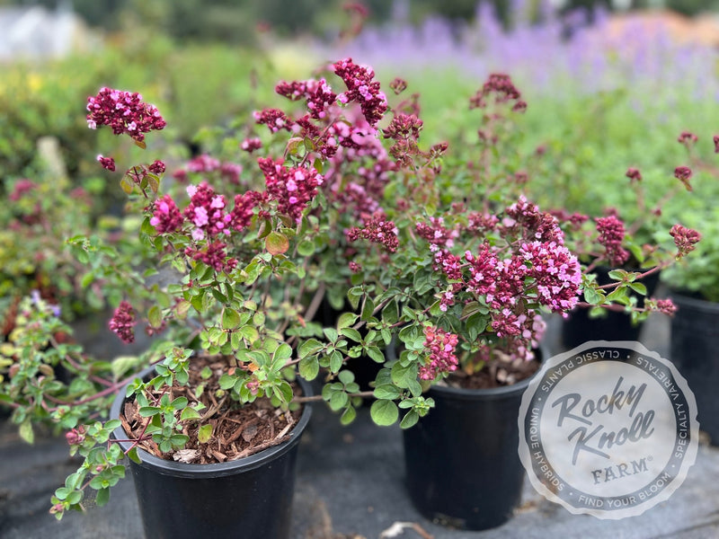 Rosenkuppel ornamental oregano plant from Rocky Knoll Farm