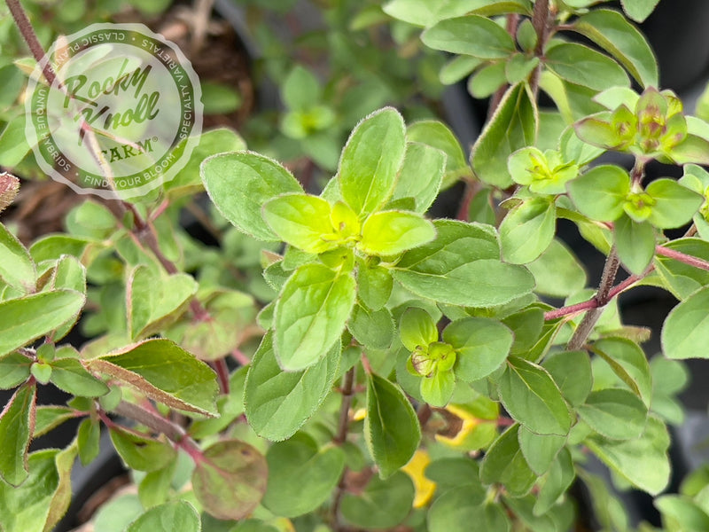Rosenkuppel ornamental oregano plant from Rocky Knoll Farm