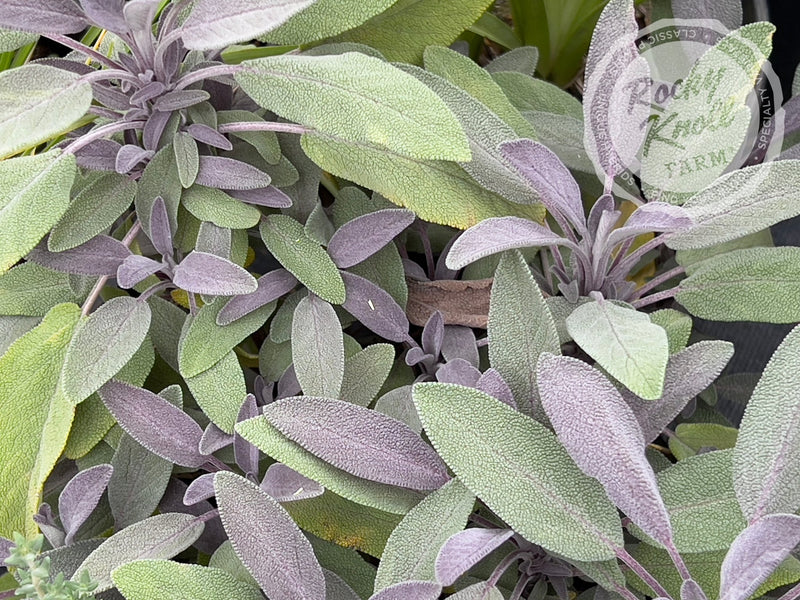 Purple Sage - Salvia officinalis 'Purpurea' plant from Rocky Knoll Farm